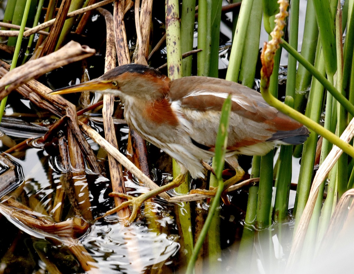 Least Bittern - ML635376339