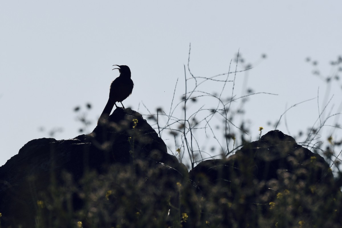 California Thrasher - ML635376351
