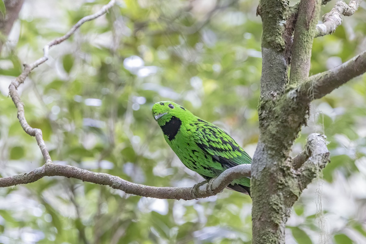 Whitehead's Broadbill - ML635376430