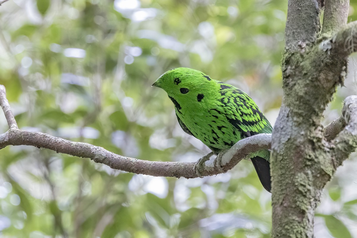 Whitehead's Broadbill - ML635376434
