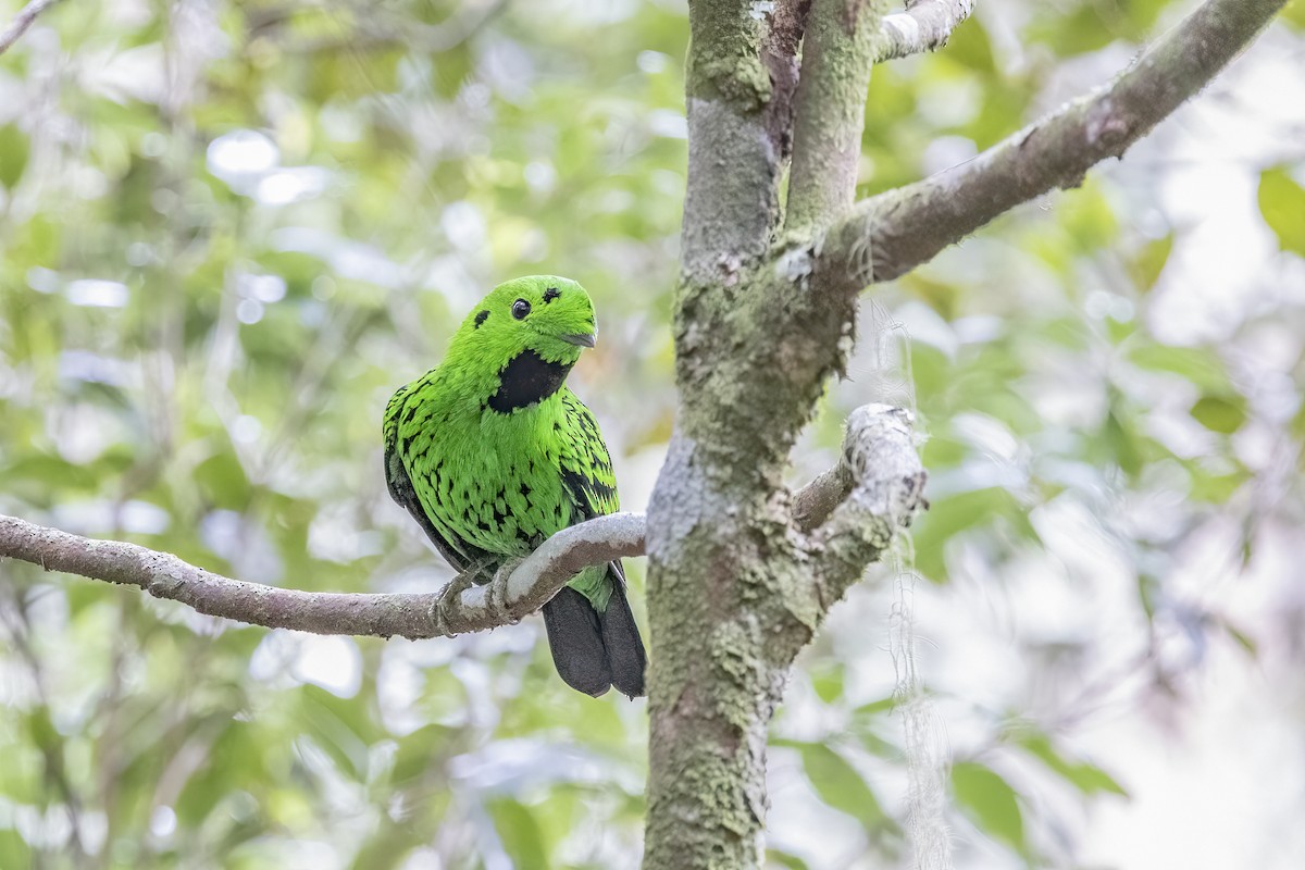 Whitehead's Broadbill - ML635376441