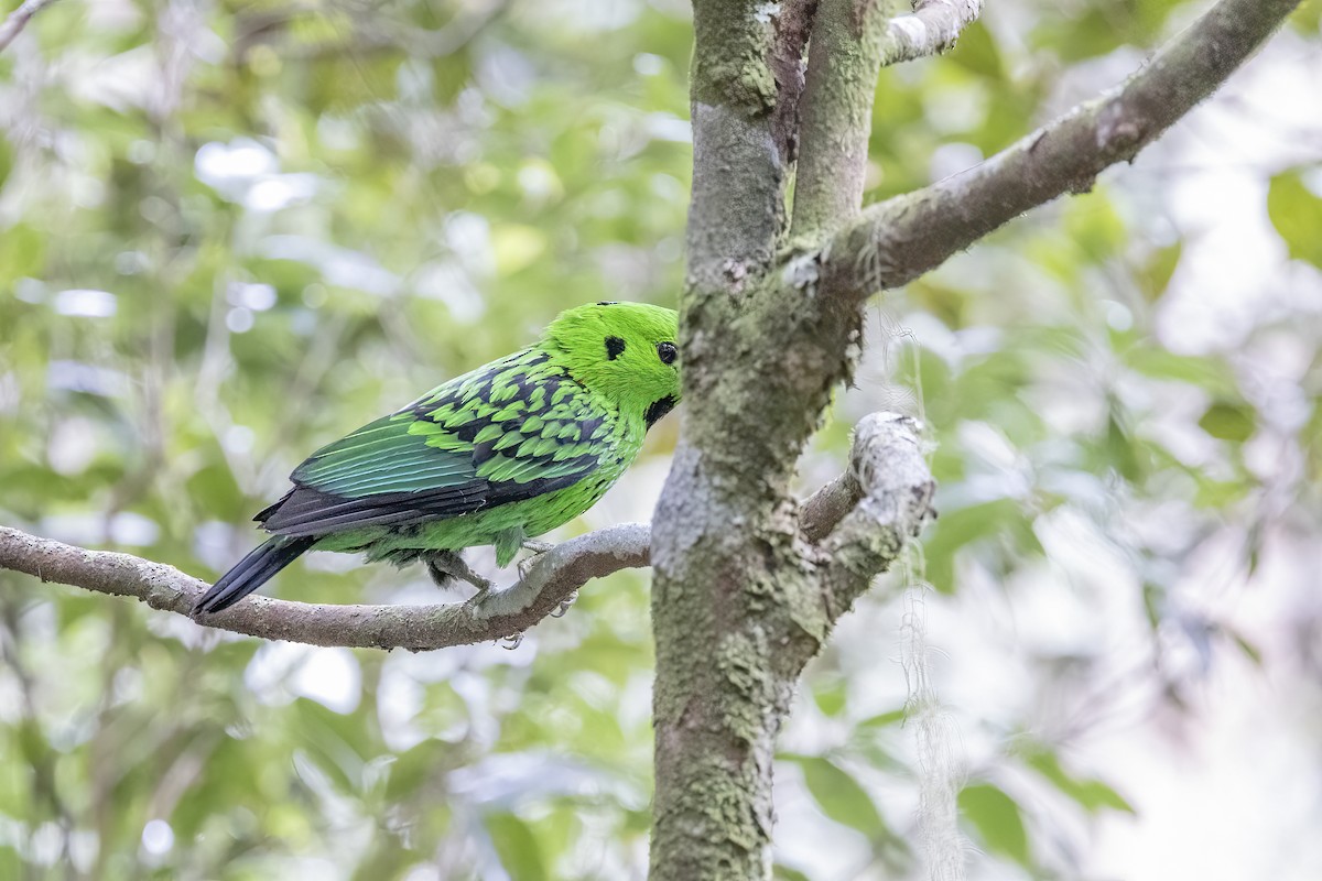 Whitehead's Broadbill - ML635376465