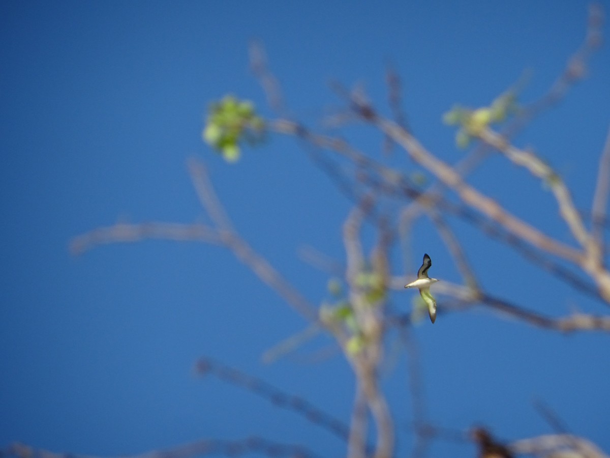 Barau's Petrel - ML635376529