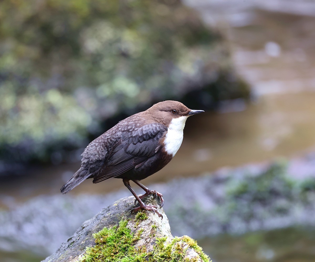 White-throated Dipper - ML635376548