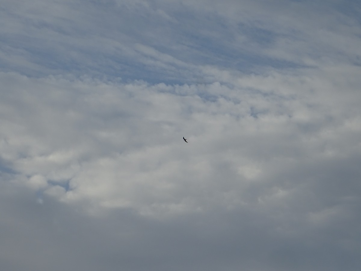 Sooty Falcon - ML635376563