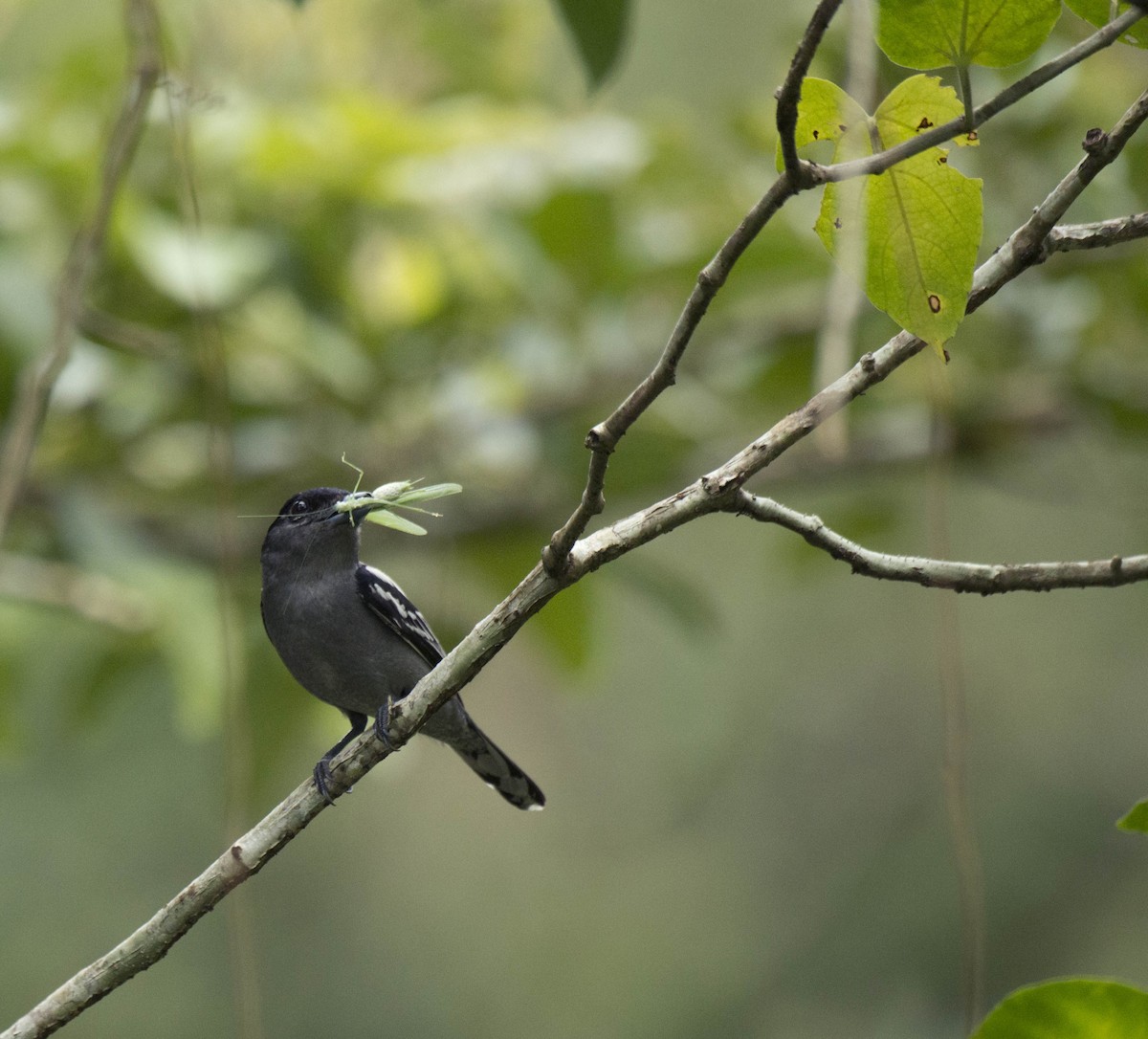 White-winged Becard - ML63537661