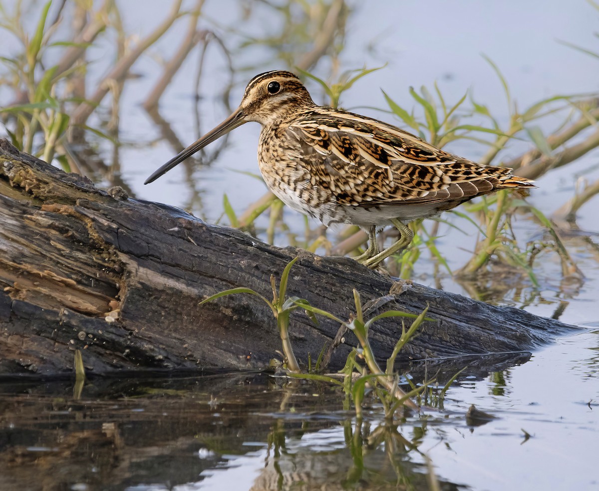 Common Snipe - ML635376626