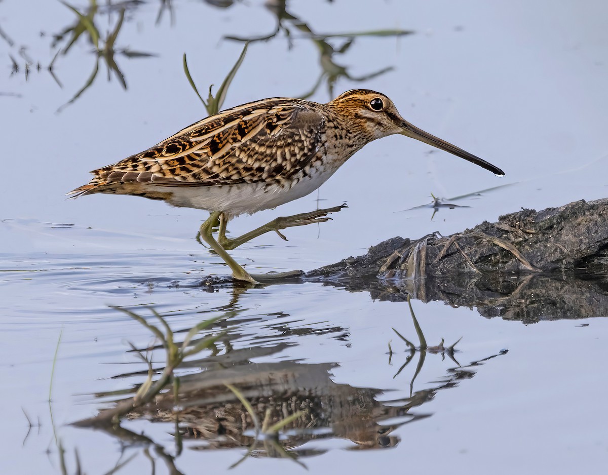 Common Snipe - ML635376627