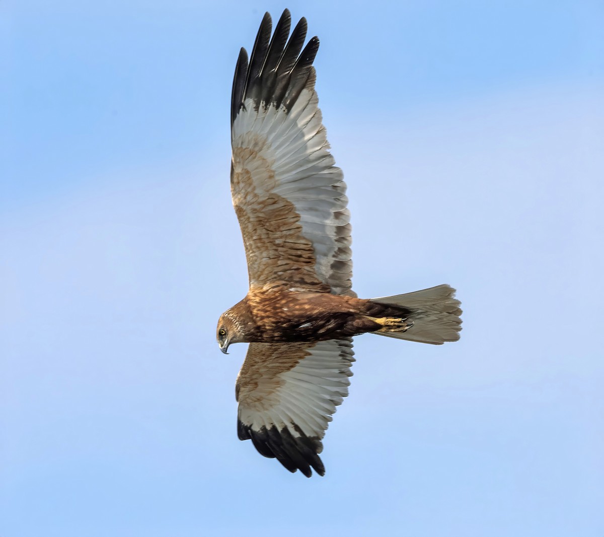 Western Marsh Harrier - ML635376639