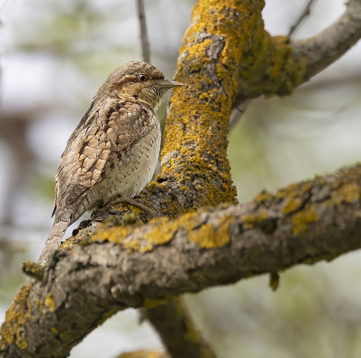 Eurasian Wryneck - ML635376654