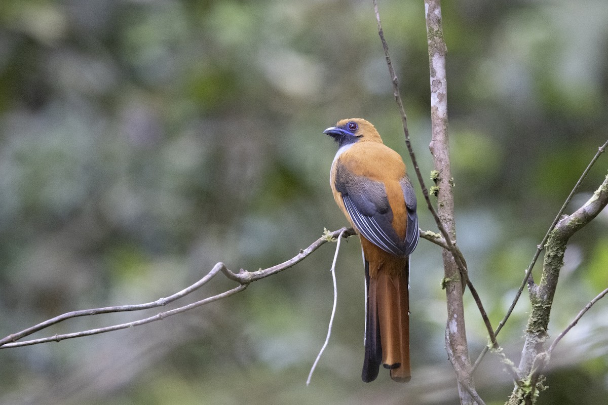 rødhettetrogon - ML635376675