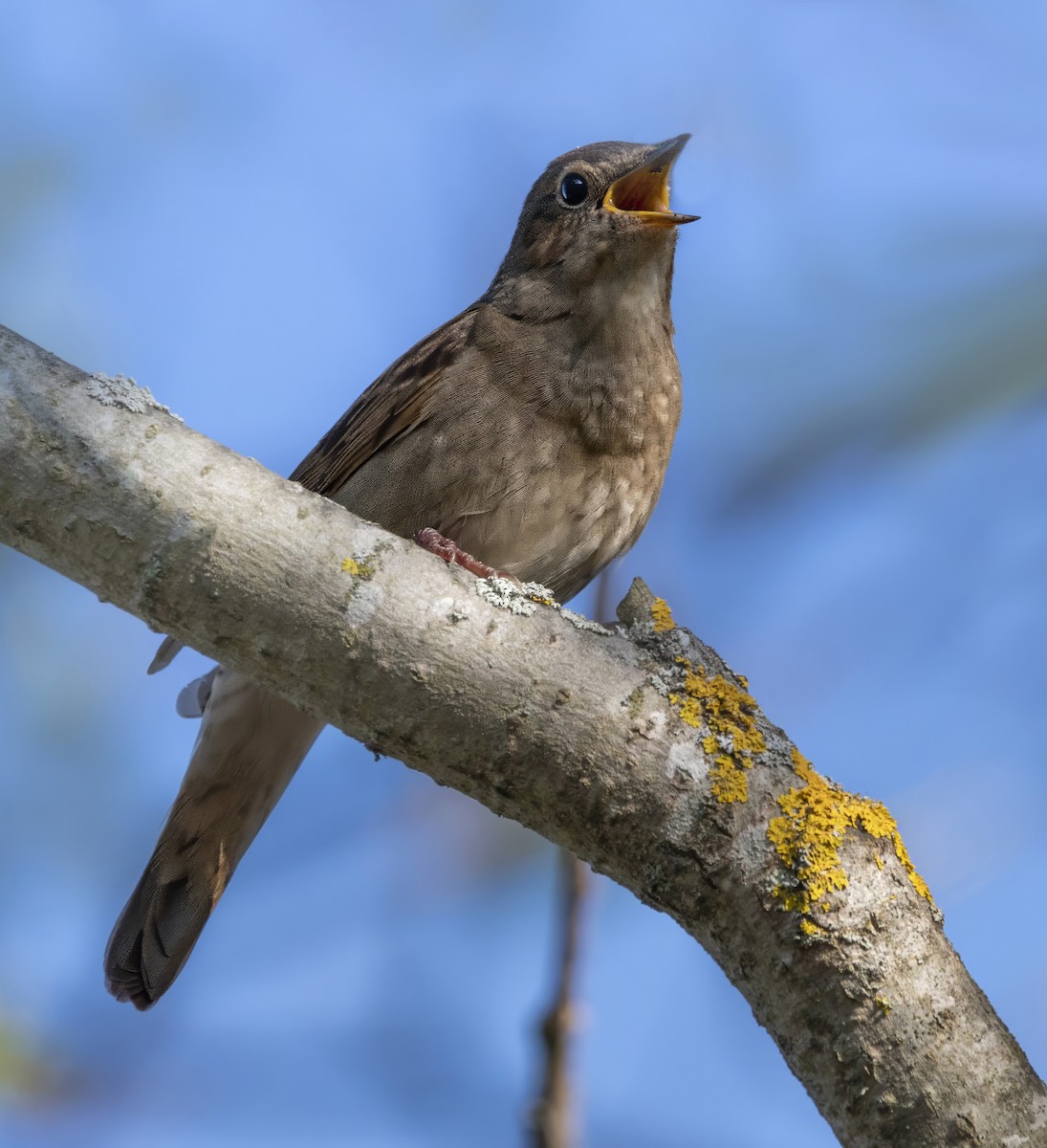 Thrush Nightingale - ML635376676