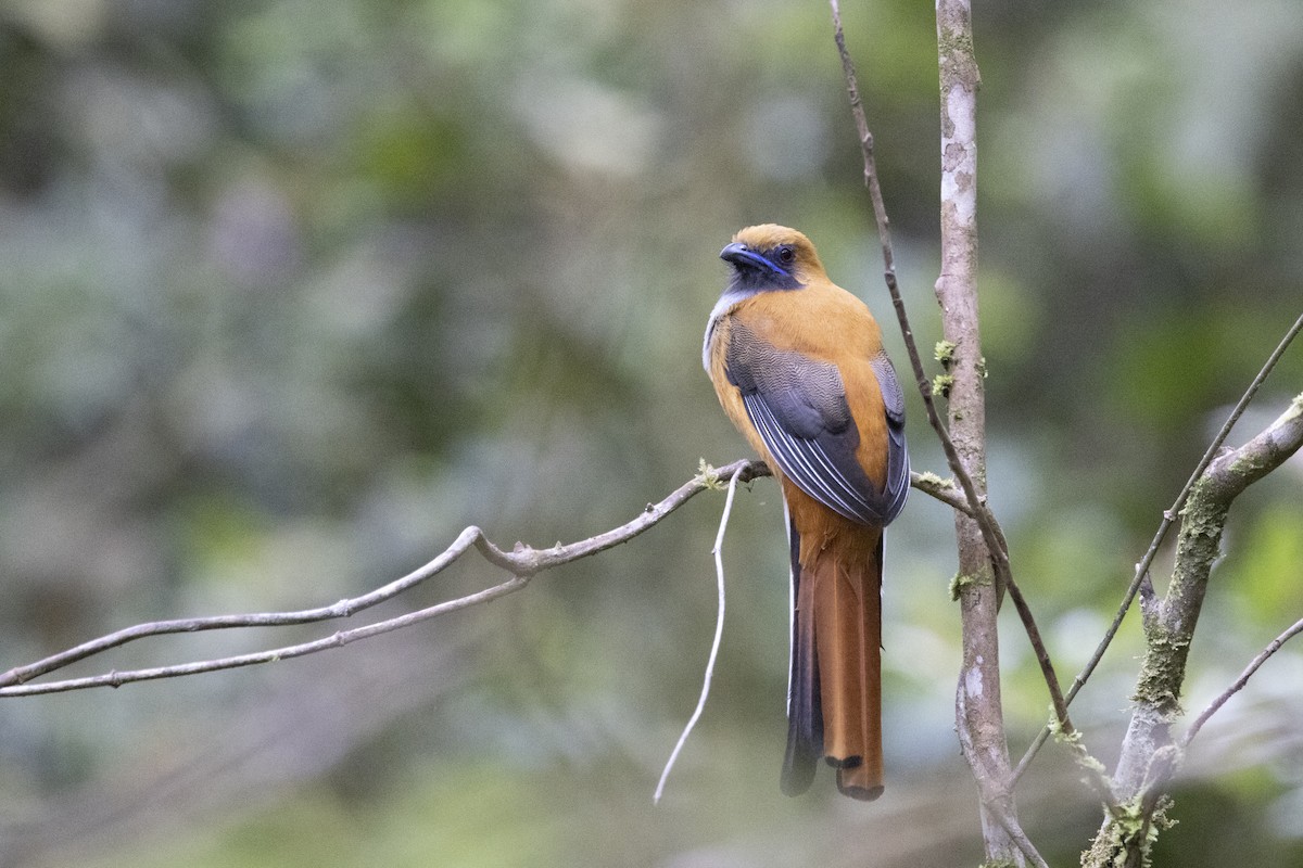 rødhettetrogon - ML635376678