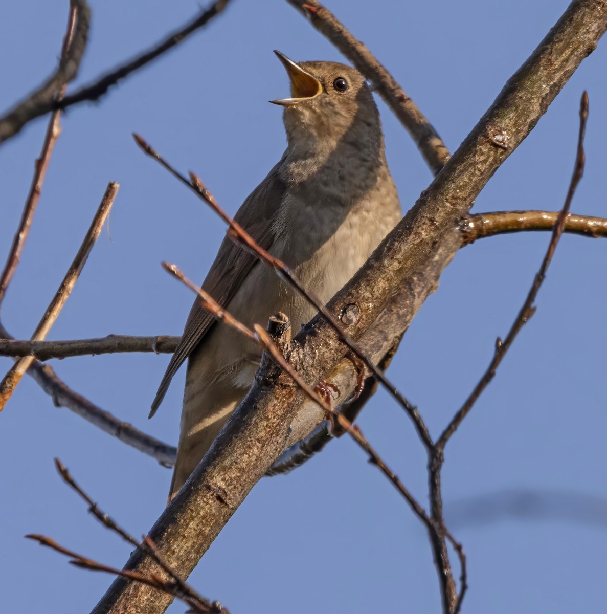 Thrush Nightingale - ML635376687