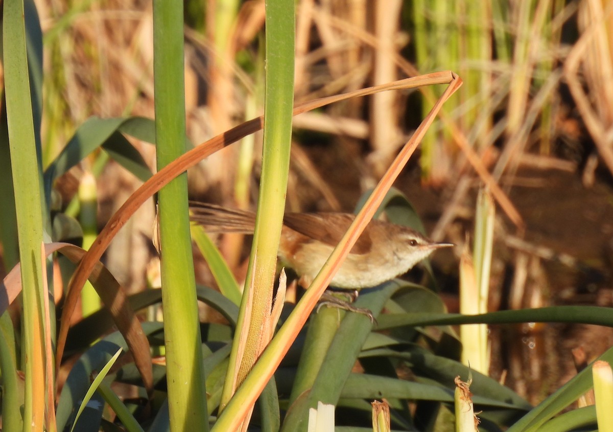 Little Rush Warbler - ML635376694