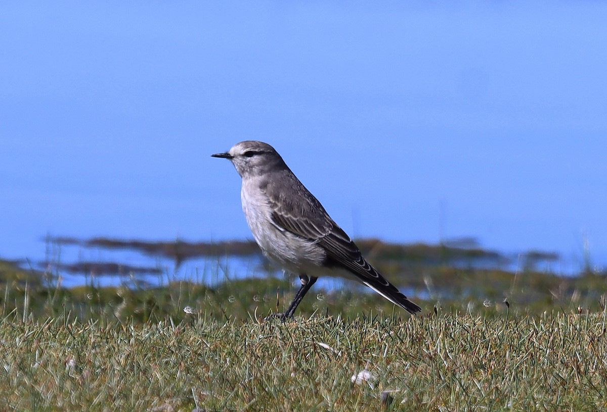 Ochre-naped Ground-Tyrant - ML635376696