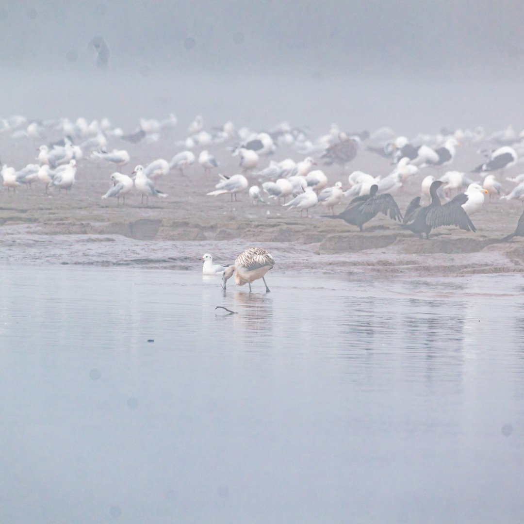 Chilean Flamingo - ML635376818