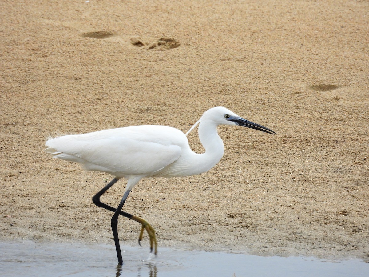 小白鷺 - ML635376834