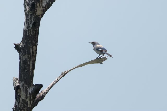 Florida Scrub-Jay - ML635376866