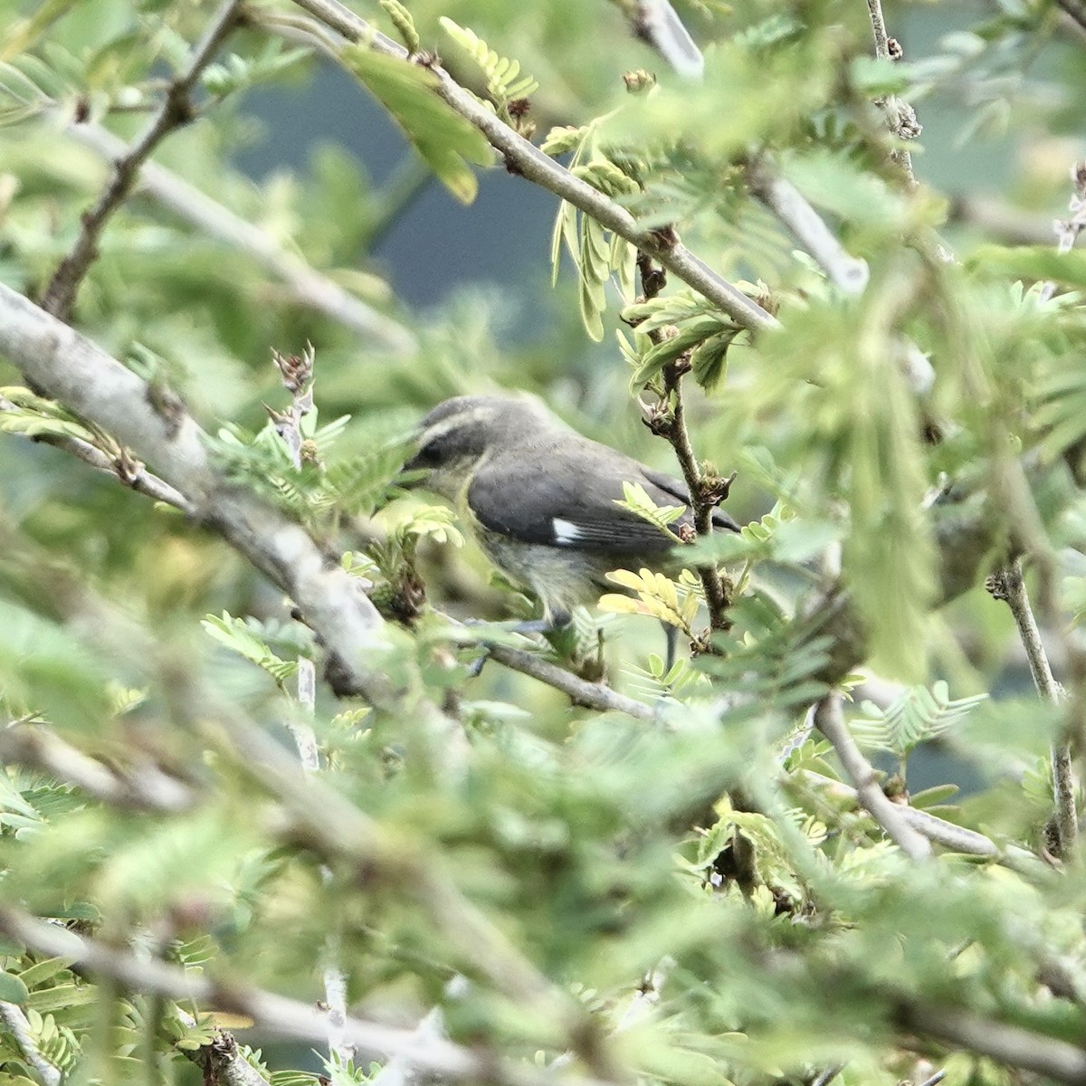 Bananaquit - ML635376878