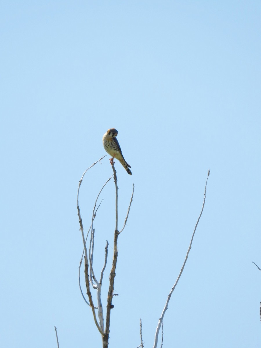 American Kestrel - ML635376888