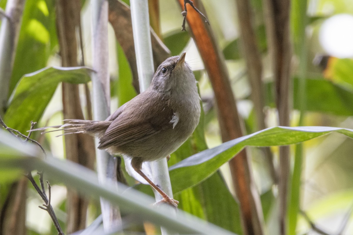 Aberrant Bush Warbler (Sunda) - ML635376891