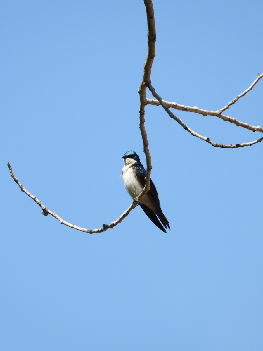 Tree Swallow - ML635376897
