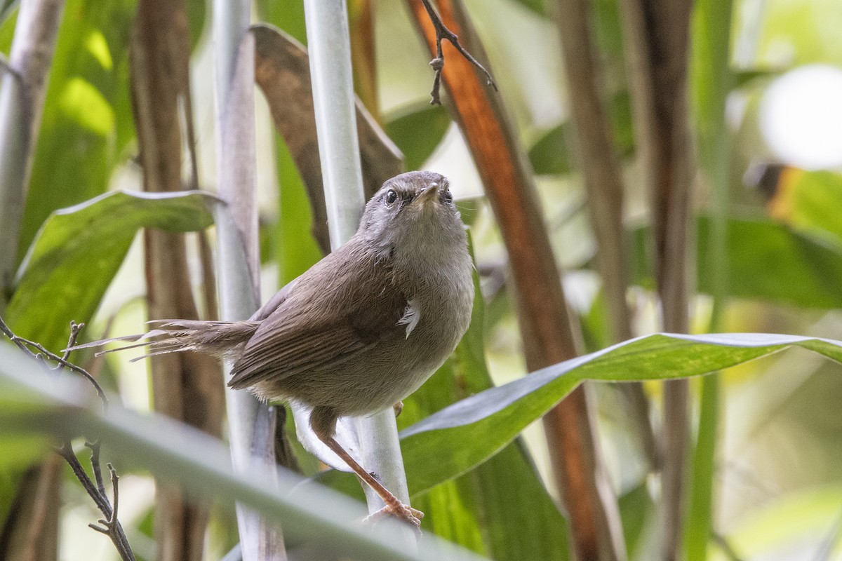 Aberrant Bush Warbler (Sunda) - ML635376898