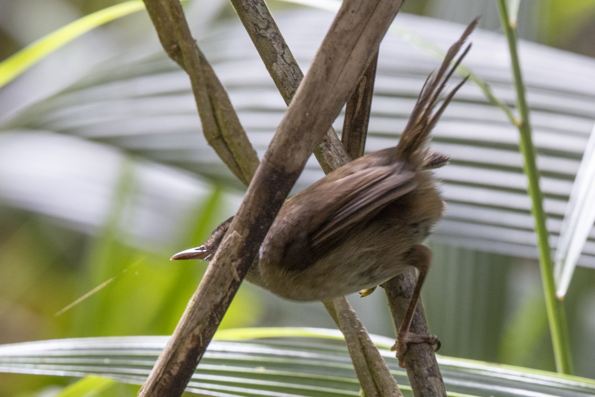 Aberrant Bush Warbler (Sunda) - ML635376903