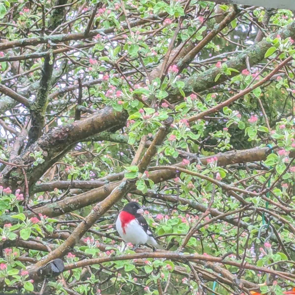 Rose-breasted Grosbeak - ML635376913