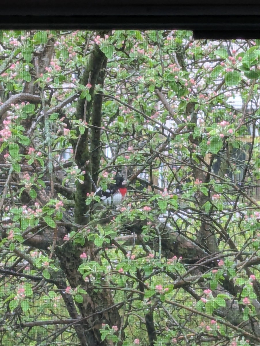 Rose-breasted Grosbeak - ML635376914