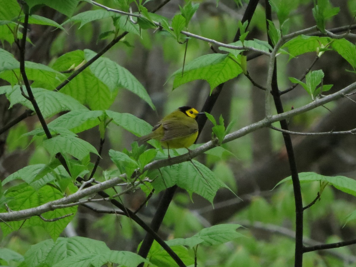 Hooded Warbler - ML635376929