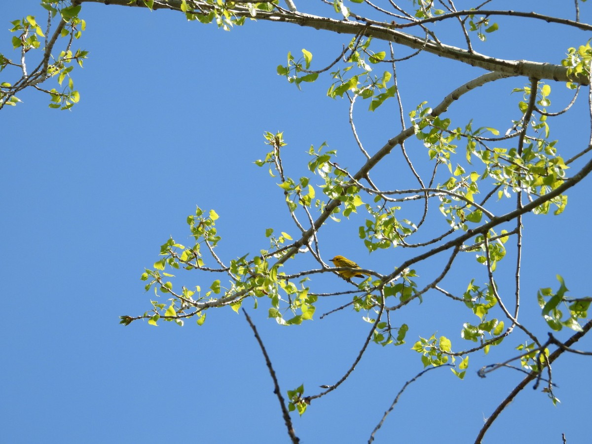 Northern Yellow Warbler - ML635376930