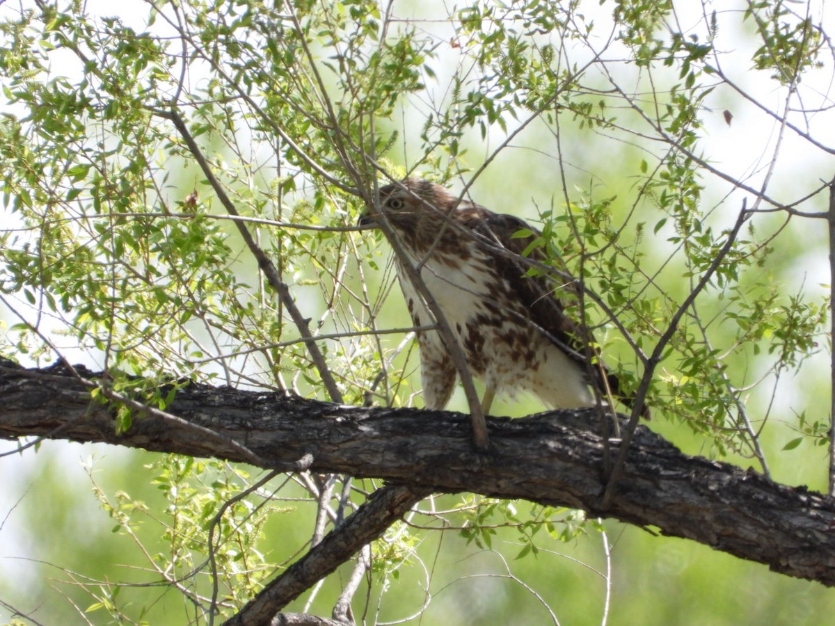 Red-tailed Hawk - ML635376935
