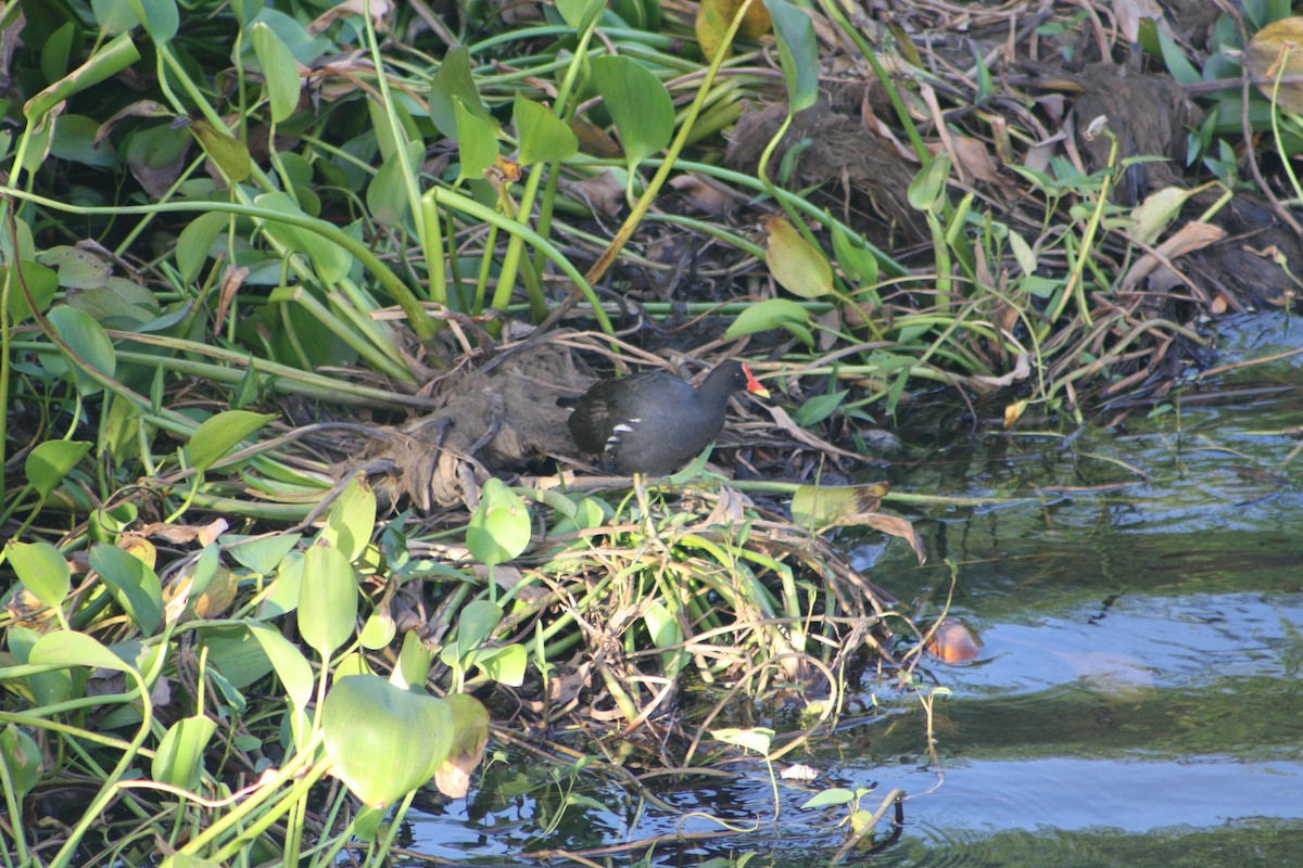 Uroilo arrunta - ML635377020