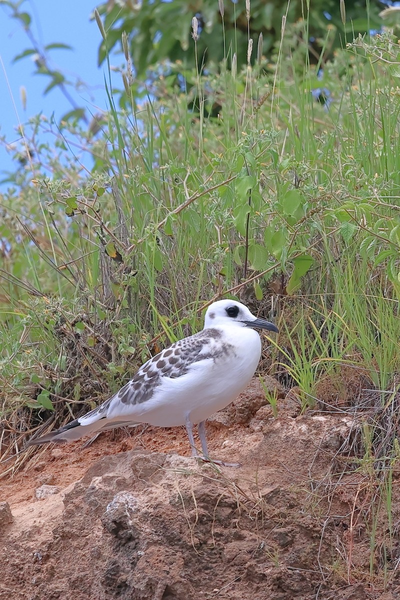 Swallow-tailed Gull - ML635377047