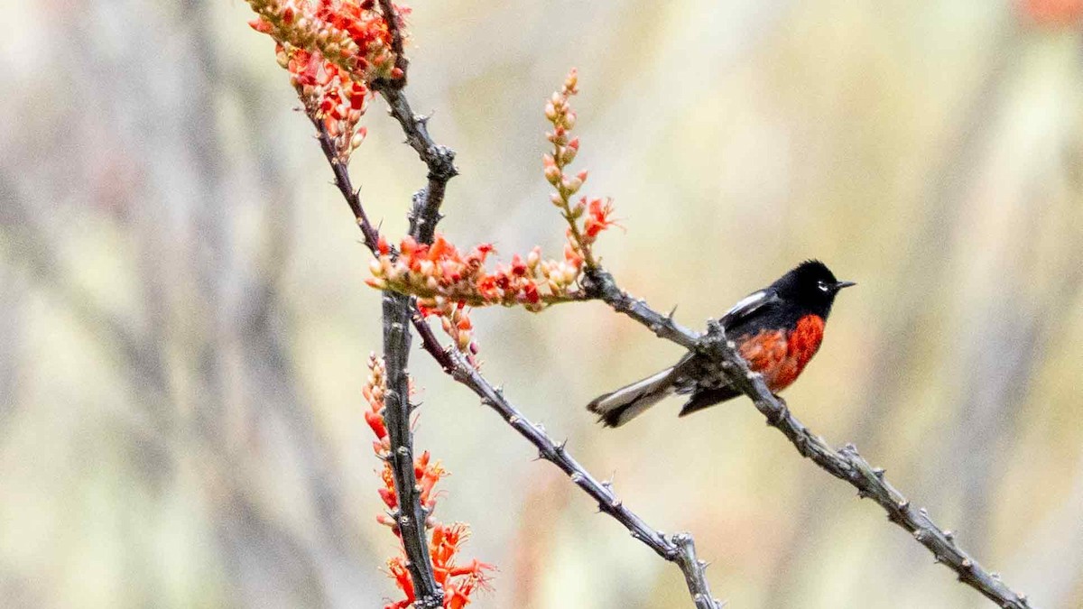 Painted Redstart - ML635377068