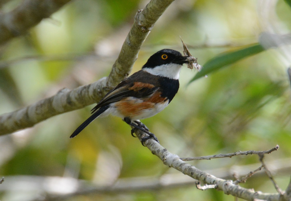 Cape Batis (Cape) - ML635377102
