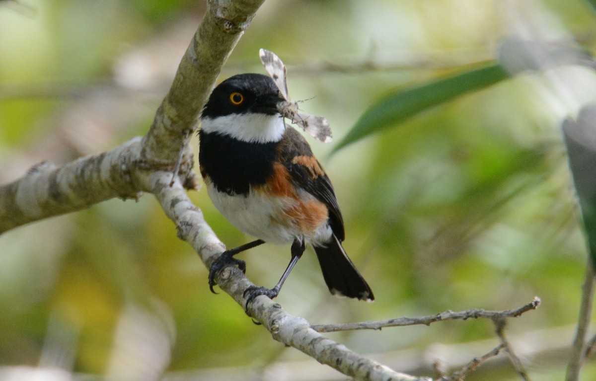 Cape Batis (Cape) - ML635377103