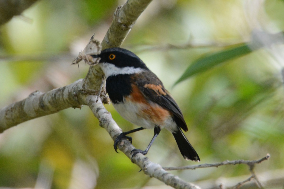 Cape Batis (Cape) - ML635377104
