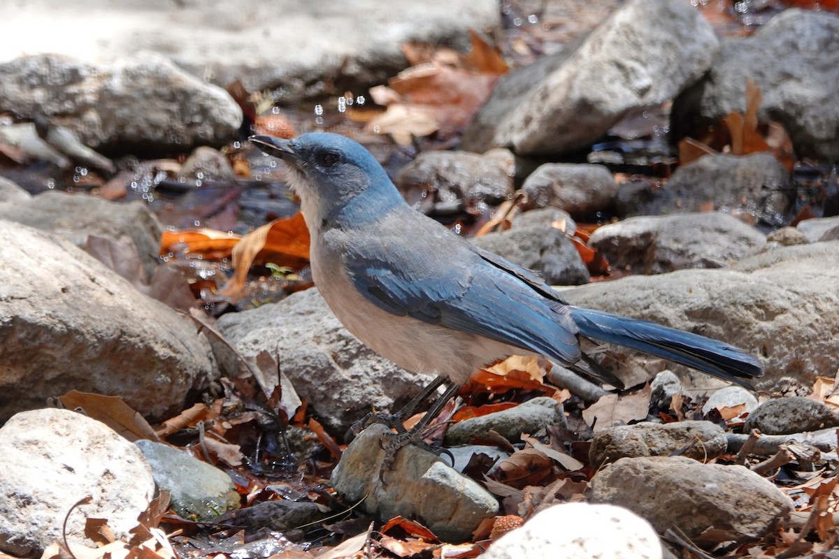 Mexican Jay - ML635377107