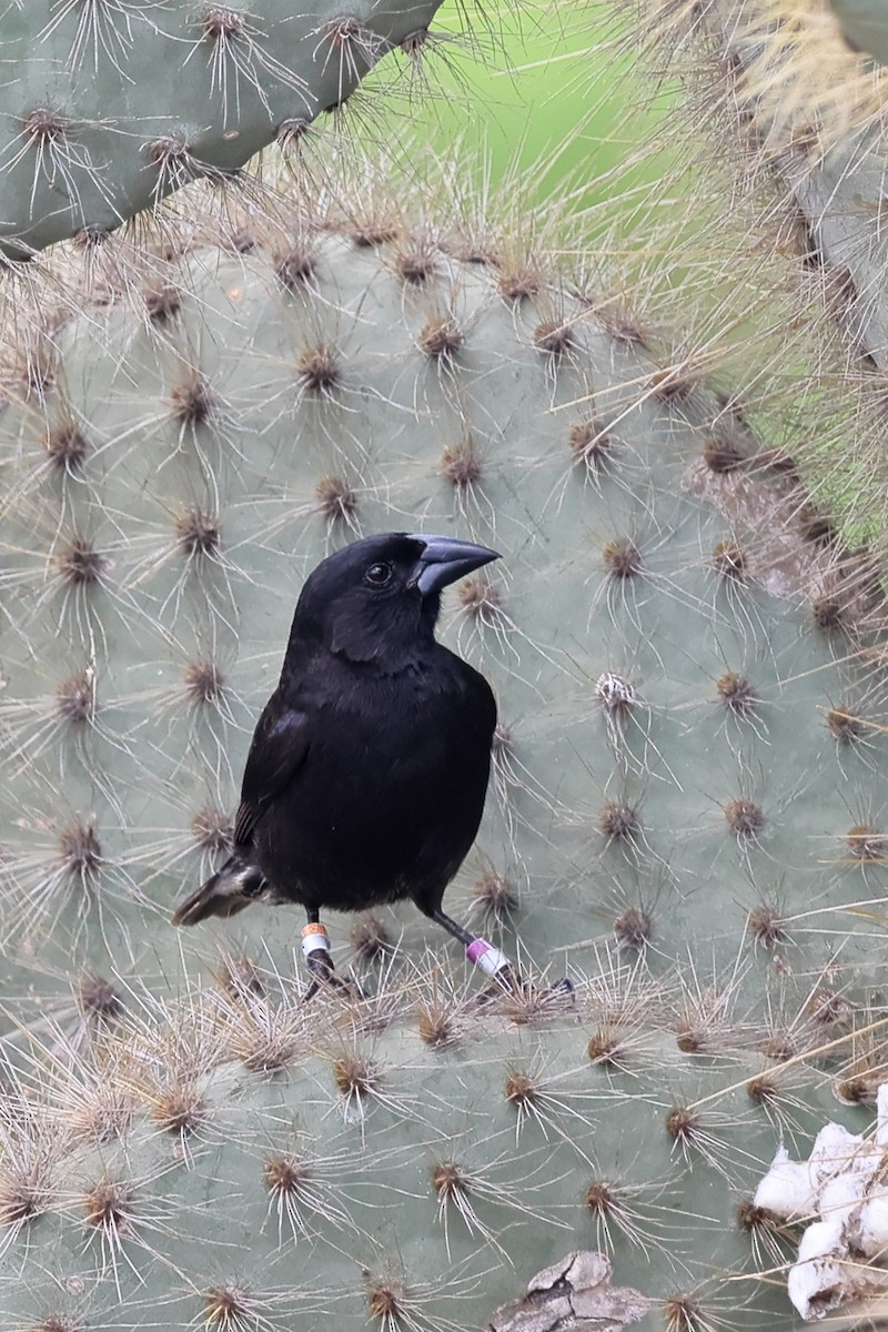 Common Cactus-Finch - ML635377109