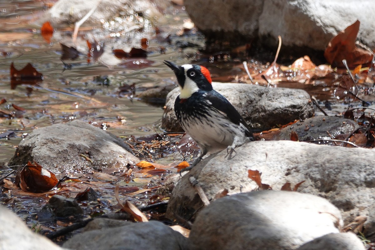 Acorn Woodpecker - ML635377145