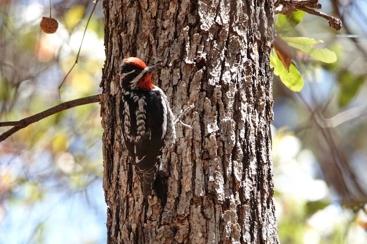 Red-naped Sapsucker - ML635377159