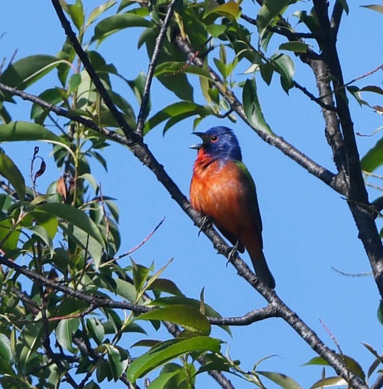 Painted Bunting - ML635377171