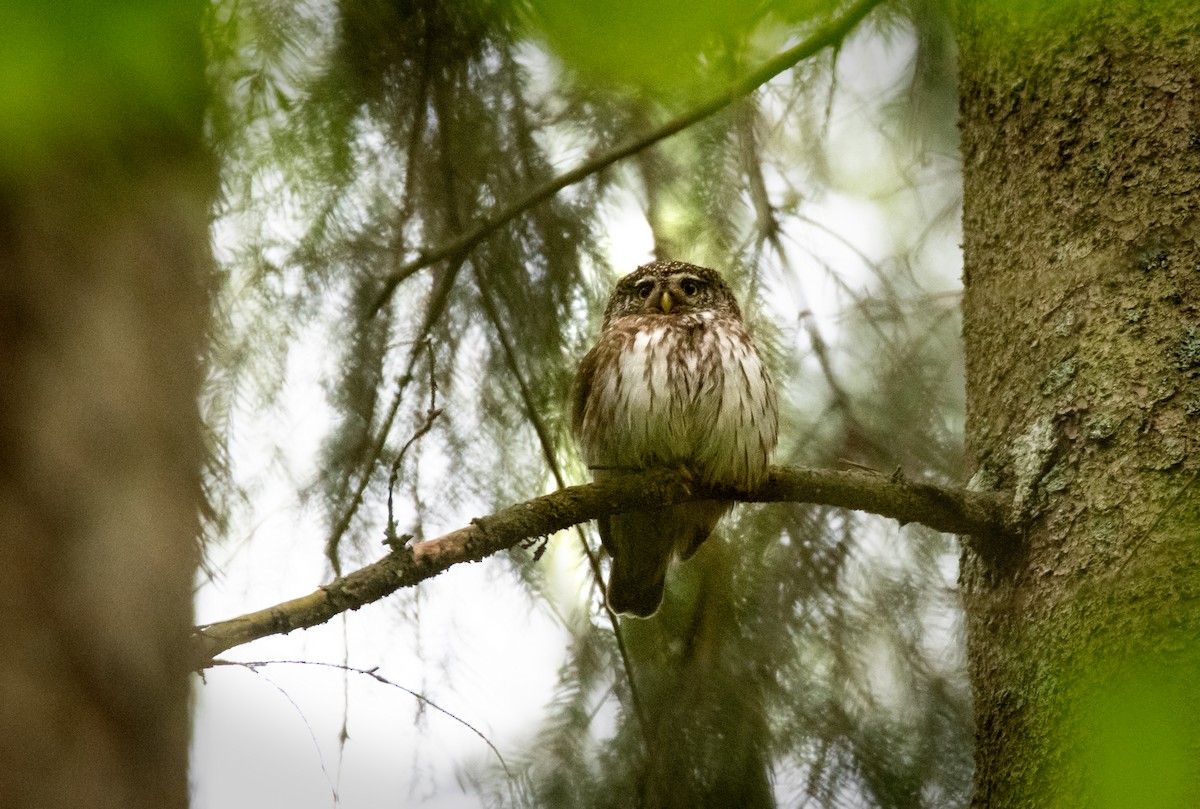 Eurasian Pygmy-Owl - ML635377237