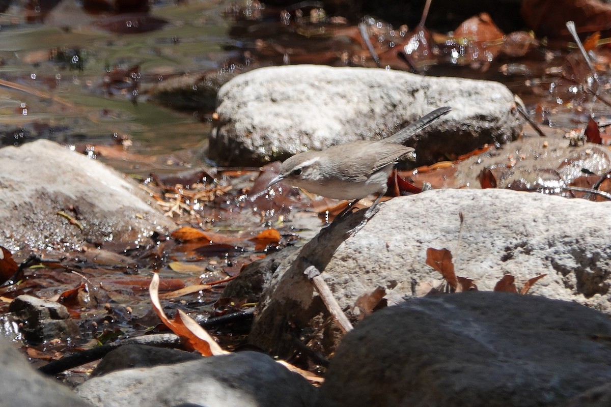 Bewick's Wren - ML635377238