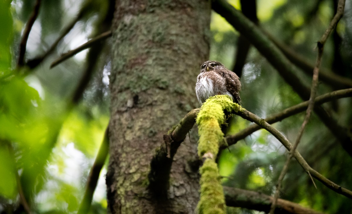 Eurasian Pygmy-Owl - ML635377245