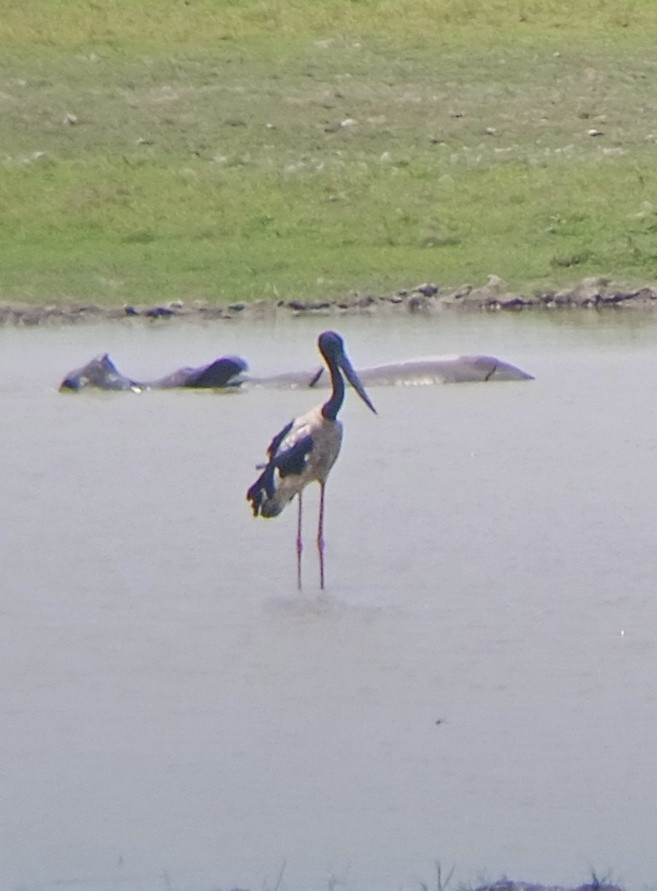 Black-necked Stork - ML635377292