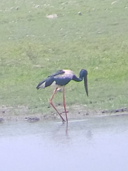 Black-necked Stork - ML635377293